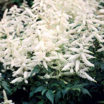 6 x Astilbe (J) 'Deutschland' - Astilbe Pot 9x9 cm - Schitterende Witte Bloempluimen