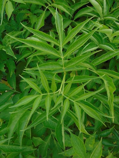 Gewone vlier 80-100 cm (in pot) - Sambucus nigra - Ø26 cm - inheemse plant - trekt vogels door bessen - witte bloemen rond mei
