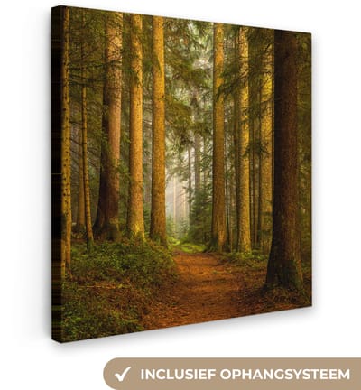 Bos - Natuur - Bomen - Landschap - Bladeren