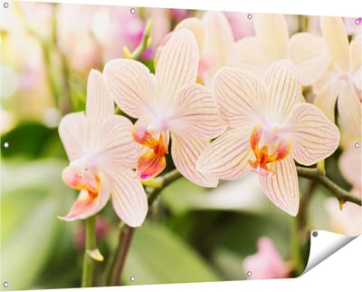 Gards Tuinposter Gestreepte Witte Orchidee Bloemen - 150x100 cm - Tuindoek - Tuindecoratie - Wanddecoratie buiten - Tuinschilderij