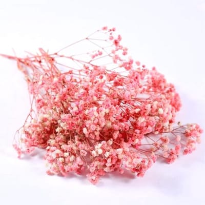 Set van 5 gedroogde gipskruid bloemen - Roze droogbloemen voor decoratie en knutselen - Steellengte 15 cm