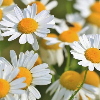 6 x Anthemis hybrida 'Sauce Hollandaise'  - Kamille pot 9x9 cm