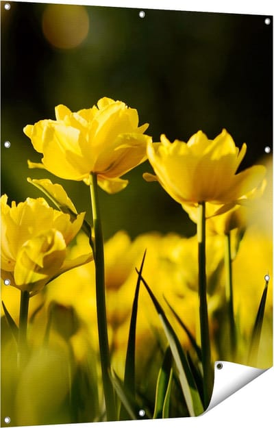 Gards Tuinposter Gele Tulpen - Bloemen - 90x120 cm - Tuindoek - Tuindecoratie - Wanddecoratie buiten - Tuinschilderij