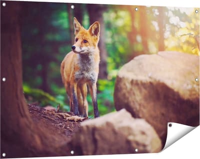 Gards Tuinposter Vos in het Bos bij Stenen - 120x80 cm - Tuindoek - Tuindecoratie - Wanddecoratie buiten - Tuinschilderij
