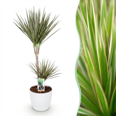 Plantenboetiek.nl | Dracaena Marginata Bicolor - Drakenbloedboom - Weinig onderhoud - Groen - met Potter Wit - Ø21cm - 90-100cm hoog - Kamerplant - Arrangement - Plant met pot