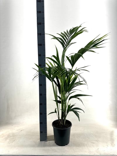 Plantenboetiek.nl | Kentia Palm - Howea Forsteriana - Ø21cm - 100-110cm hoog - Kamerplant - Groenblijvend