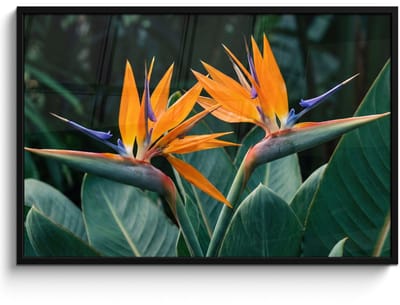 Poster in lijst - Fotolijst 120x80 cm - Posters - Paradijsvogel - Bloem - Exotisch - Posterlijst zwart - Decoratie - Wanddecoratie woonkamer - Muurdecoratie slaapkamer