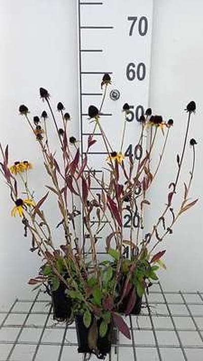 6x Zonnehoed - Rudbeckia hybr. 'American Gold Rush' | 9x9 cm pot