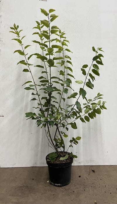 Wegedoorn 80-100 cm (in pot) - Rhamnus cathartica - Ø26 cm - inheemse plant - trekt vogels en insecten aan - onderhoudsarm