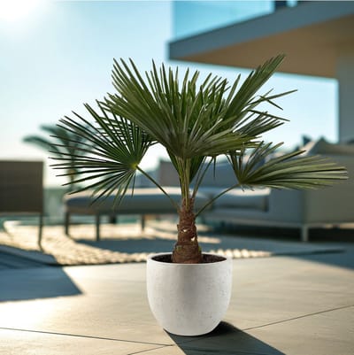 Chinese Waaierpalm - Trachycarpus hoogte 100cm potmaat 21cm