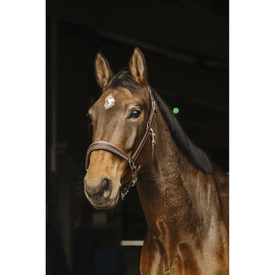 Leer halster voor paard Norton Rock
