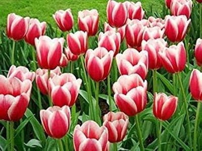 Tulp Zaden - Bloembollen Mix - Tuinieren Buiten - Makkelijk Groeien - 100 Stuks - Gekleurd