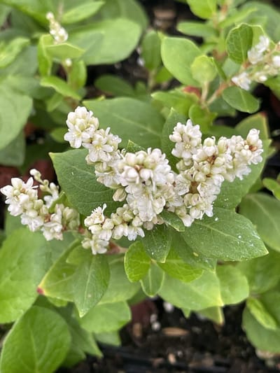 6x Duizenknoop - Persicaria hybr. 'Kahil' (tortuosa) | 9x9 cm pot