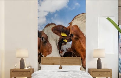 Behang - Fotobehang Koeien - Dieren - Weiland - Natuur - Breedte 120 cm x hoogte 240 cm