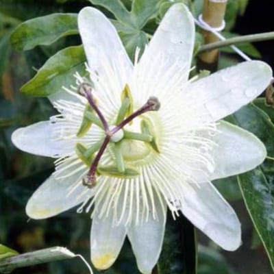 Passiflora Caerulea 'Constance Elliot' - Passiebloem - 50-60 cm in pot: Klimplant met geurende witte bloemen met een vleugje blauw.