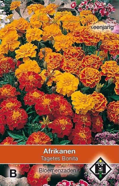 Van Hemert & Co - Afrikaantjes Bonita (Tagetes patula nana)