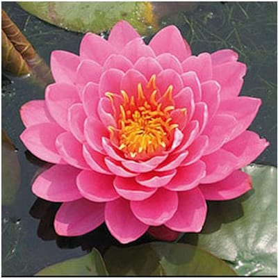 Moerings Nymphaea Fire Opal | Waterlelie | In 11CM pot