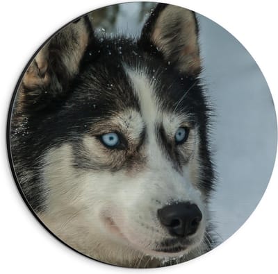 Dibond Wandcirkel - Husky in de Sneeuw Lichte Ogen - 20x20cm Foto op Aluminium Wandcirkel (met ophangsysteem)