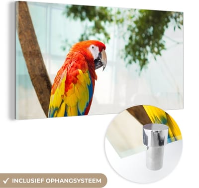 MuchoWow® Glasschilderij 40x20 cm - Schilderij acrylglas - Papegaai - Vogel - Regenboog - Tropical - Foto op glas - Schilderijen