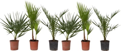 Plant in a Box - Buiten Palmbomen Mix - Mix van 6 planten - Pot 15cm - Hoogte 50-70cm