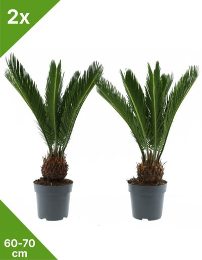 GARDENZO - 2x Cycas revoluta (Vredespalm/Sagopalm)- in 17 cm pot-60/70 cm