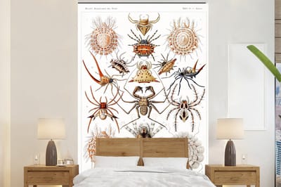 Behang - Fotobehang Retro - Spin - Ernst Haeckel - Spinnen - Breedte 225 cm x hoogte 350 cm