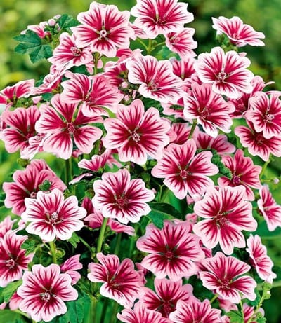 BALDUR-Netherlands 3x Mallow 'Zebrina', plants in 9x9 cm pot, A sea of flowers for many weeks, Easy care in garden & pot, Hardy & perennial, Suitable as cut flower