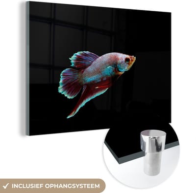 MuchoWow® Glasschilderij 60x40 cm - Schilderij acrylglas - Vis - Dieren - Licht - Foto op glas - Schilderijen