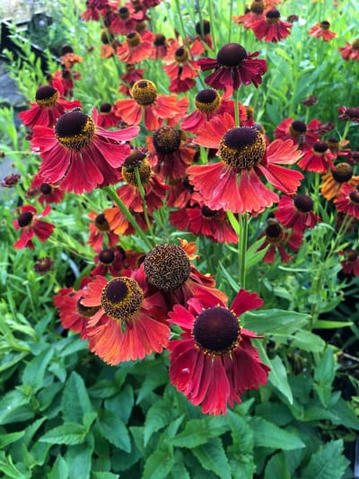 6 x Helenium 'Moerheim Beauty' - Zonnekruid - P9 Pot (9 x 9cm) - Dima Vaste Planten