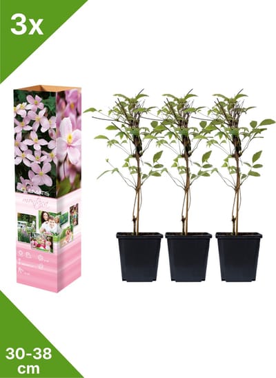 GARDENZO - 3x Bosrank Roze - Clematis montana 'Rubens'- in P9 pot