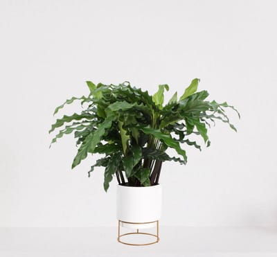 Calathea Blue Grass in luxe sierpot Emma Wit – luchtzuiverende kamerplant – pauwenplant – living plant - ↕35-45cm - Ø13 – geleverd met plantenpot – vers uit de kwekerij