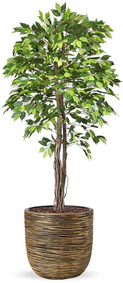 Kunstplant Ficus groen in planter ball Rib zwartgoud H200 cm