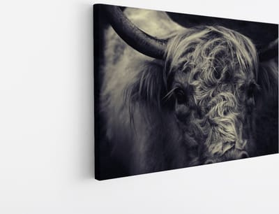 Saammp Canvas Schilderij - Portret Schotse Hooglander Koe - Natuur - Dieren - 45x30 - Foto op canvas - Wanddecoratie - Muurdecoratie Woonkamer - Slaapkamer decoratie - Canvas Print