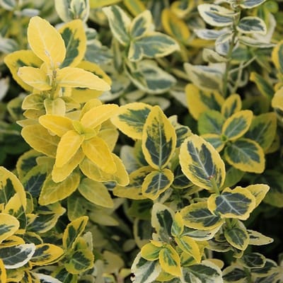 24 x Kardinaalsmuts 'Emerald and Gold' - Euonymus fortunei 'Emerald Gold' pot 9x9cm, voor 3m² : Een winterharde groenblijvende heester met gouden accenten.