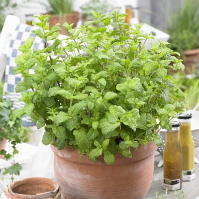12 x Marokkaanse Munt - Kruidenplant Zelf Kweken - Mentha spicata 'Maroccan' in 9x9cm pot met hoogte 5-10cm