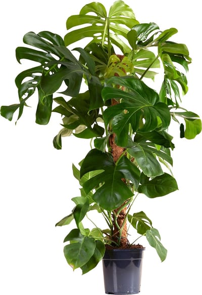 Monstera Deliciosa - Met Mosstok - Gatenplant - XXL Kamerplanten - Luchtzuiverend - Gemakkelijk in onderhoud - Hoogte 120-140 cm - Pot 24 cm
