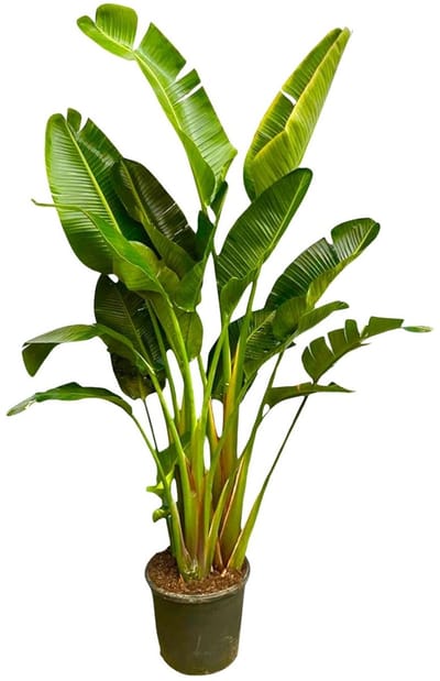 Plantenboetiek.nl | Strelitzia Augusta XXL - Multistam - Ø30-40cm - 225-250cm hoog - Kamerplant - Groenblijvend