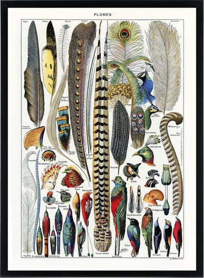 Poster Adolphe Millot - Veren en Vogels - Illustratie Vintage Dieren - 50x70 cm