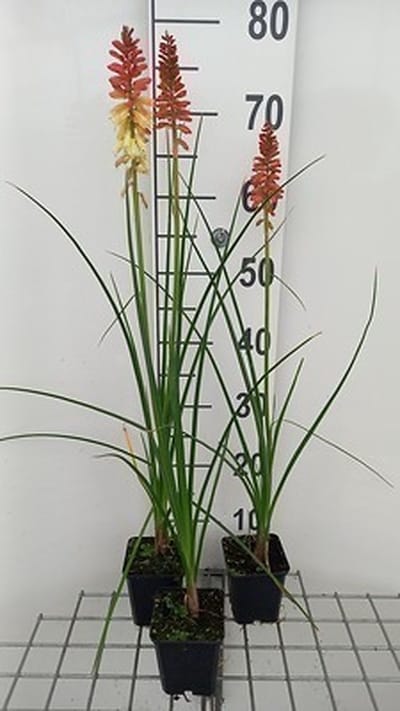 6x Vuurpijl - Kniphofia hybr. 'Rocket's Red Glare' | 9x9 cm pot