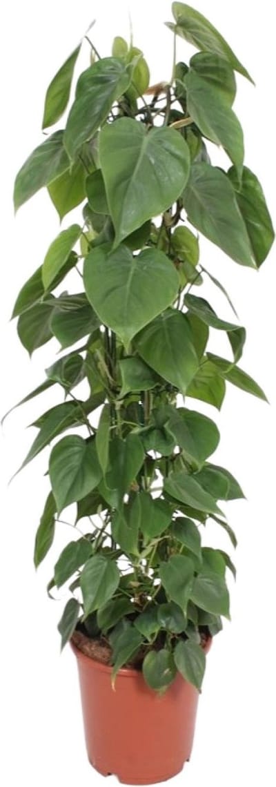 Plantenboetiek.nl | Philodendron Scandens - Ø24cm - 110-120cm hoog - Kamerplant - Groenblijvend