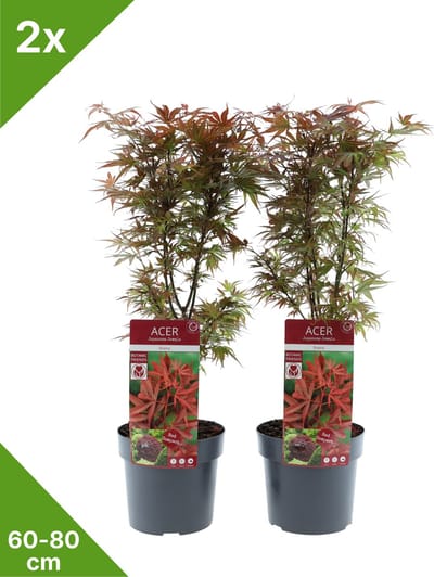 GARDENZO - 2x Acer palmatum 'Shaina' - Japanse Esdoorn in 3 ltr pot 60/80 cm