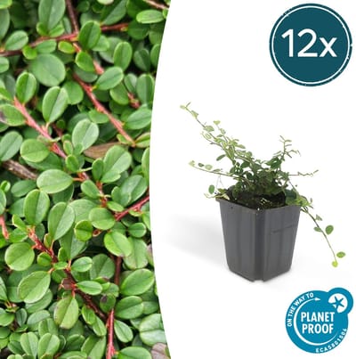 Tuinplantenshop.com | Cotoneaster pr. 'Streib's Findling' | 12 stuks - Ø9cm - 10-25cm hoog - Tuinplant