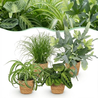 Green boutiQ - Kamerplant - Chlorophytum - Cyperus - Phlebodium - Marantha - Mix van 4 - Huisdiervriendelijke Planten - Groen - 4 Planten - met Mand - Pot 12cm - Hoogte 25cm