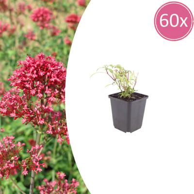 Tuinplantenshop.com | Centranthus ruber 'Coccineus' | 60 stuks - Ø9cm - 10-25cm hoog - Tuinplant