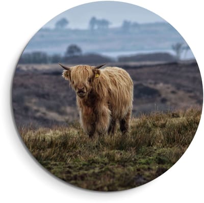 KitchenArt - Schotse Hooglander in het veld – Muurcirkel Binnen - ø 40 cm - Wandcirkel - Mét Ophangsysteem - Wanddecoratie - Muurdecoratie