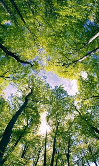 Fotobehang - Trees 150x250cm - Vliesbehang
