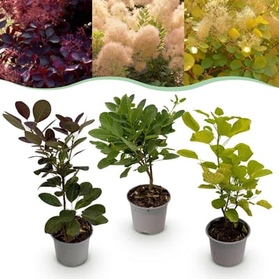 Plantenboetiek.nl | Cotinus coggyria Tricolour - Paars-Groen-Geel - 3 Planten - Bladverliezend - Weinig Onderhoud - Ø12cm - 25-35cm hoog - Tuinplant
