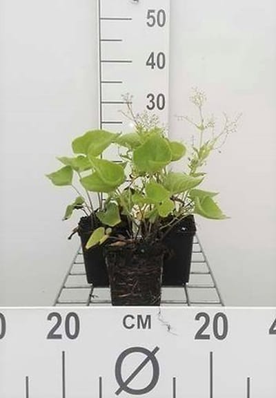 6x Kaukasische vergeet-mij-nietje - Brunnera macrophylla | 9x9 cm pot