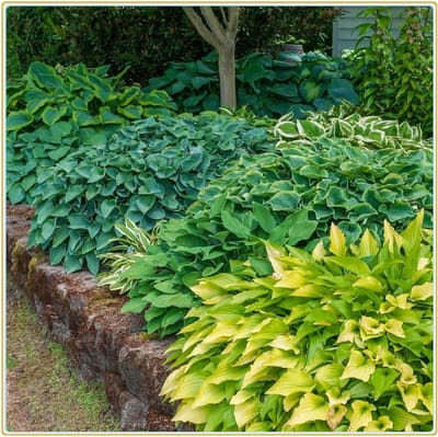 Hosta plant - Ornamentale bloem - Tuin decoratie - Makkelijk te kweken - 15 Rizomen - Groen