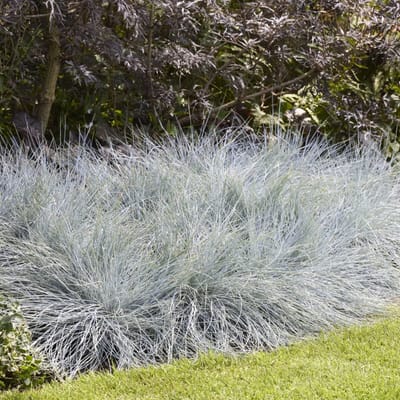 Festuca Glauca Intense Blue - Set van 4 - Blauw Schapengras - Pot 2 Liter - Wintergroen